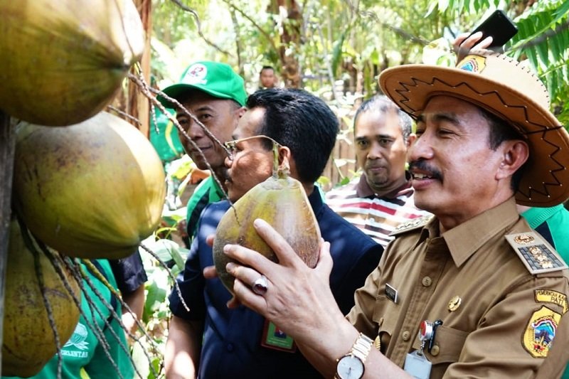 Masyarakat Kabupaten Pati didorong tekuni budi daya kelapa kopyor