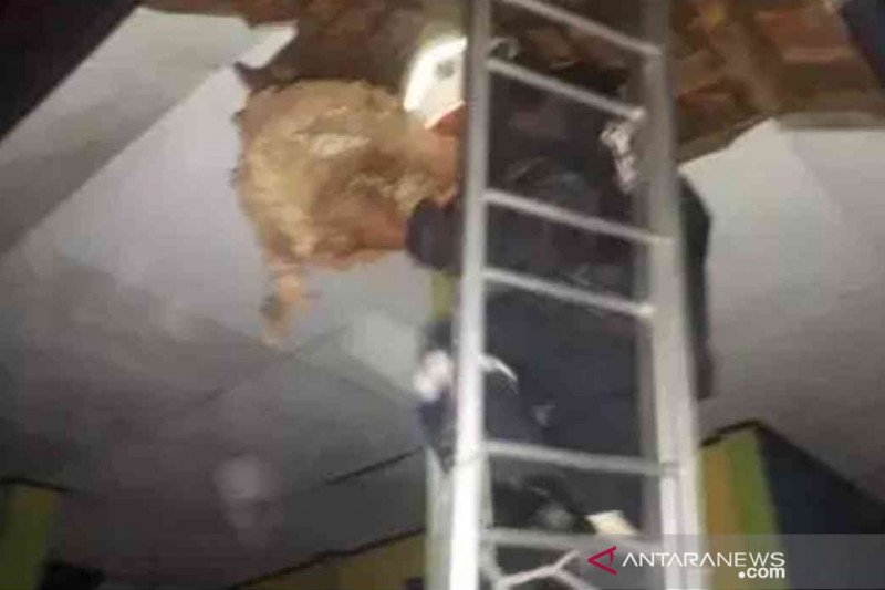 Tawon ndas sengat tiga orang dalam sepekan