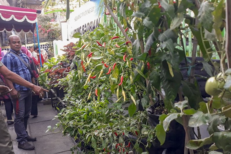 Kampung sayur Yogyakarta didorong lakukan digitalisasi pertanian