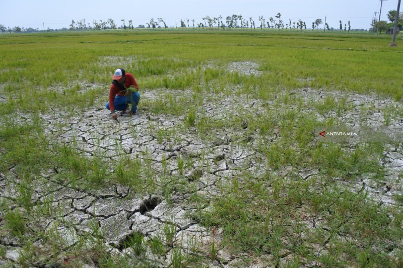 Petani Padi di Madiun ikut asuransi usaha tani
