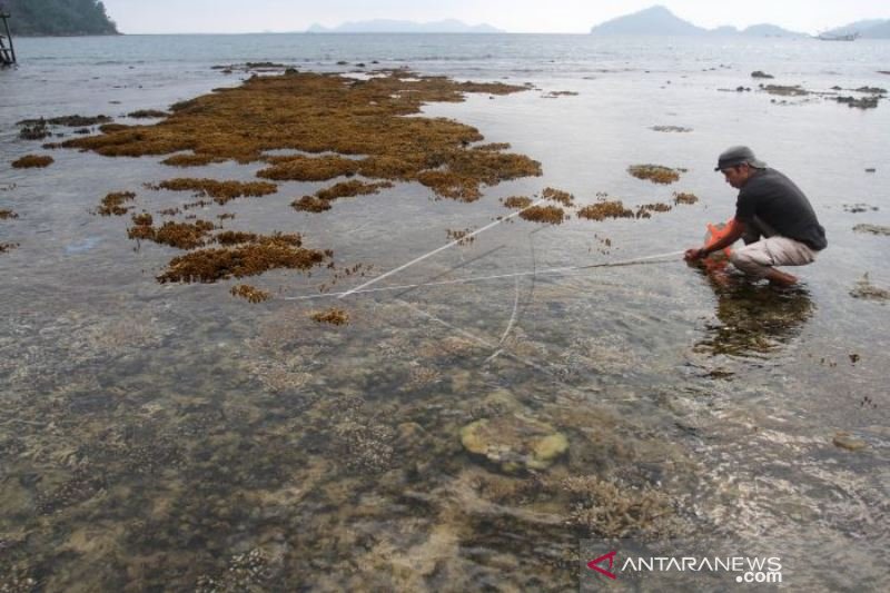 GEJALA CORAL BLEACHING TERUMBU KARANG PESISIR SELATAN