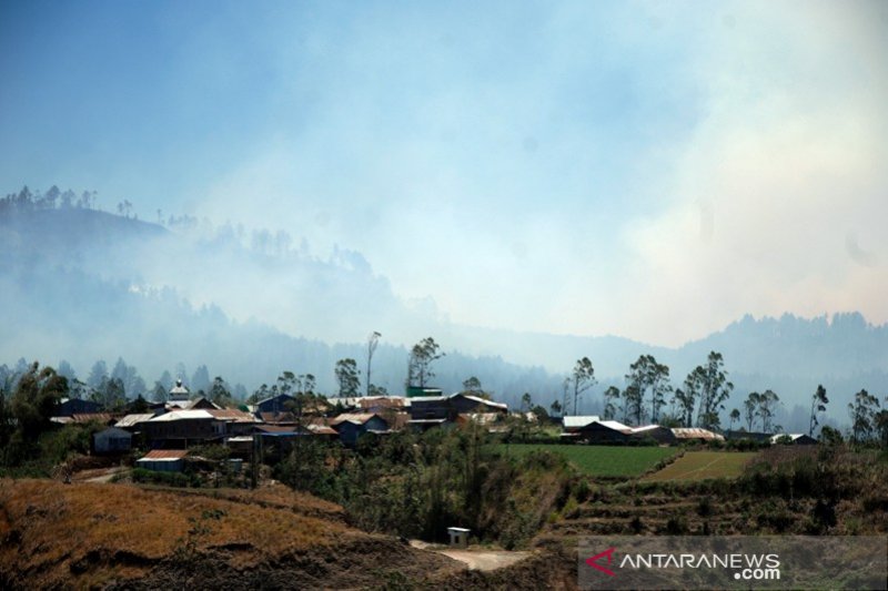 Kebakaran hutan pinus