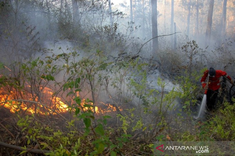 Kebakaran hutan pinus Malino