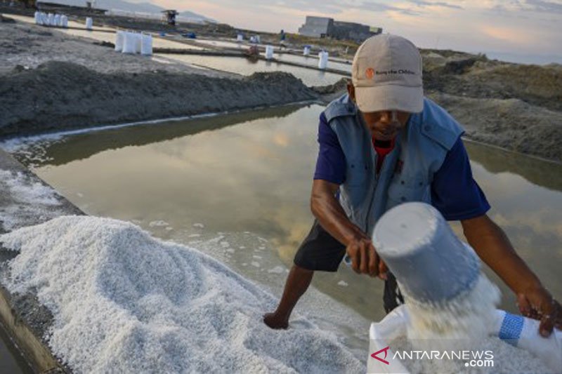 Harga garam untuk pupuk anjlok