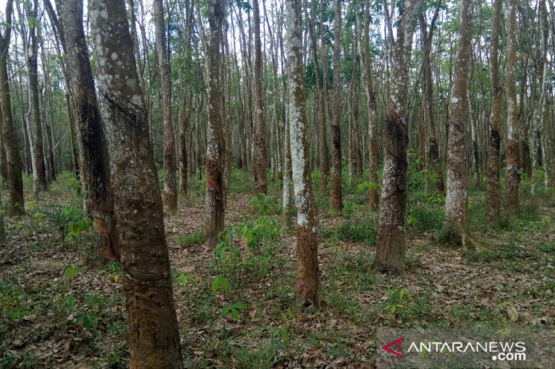 Harga getah karet di Mesuji naik