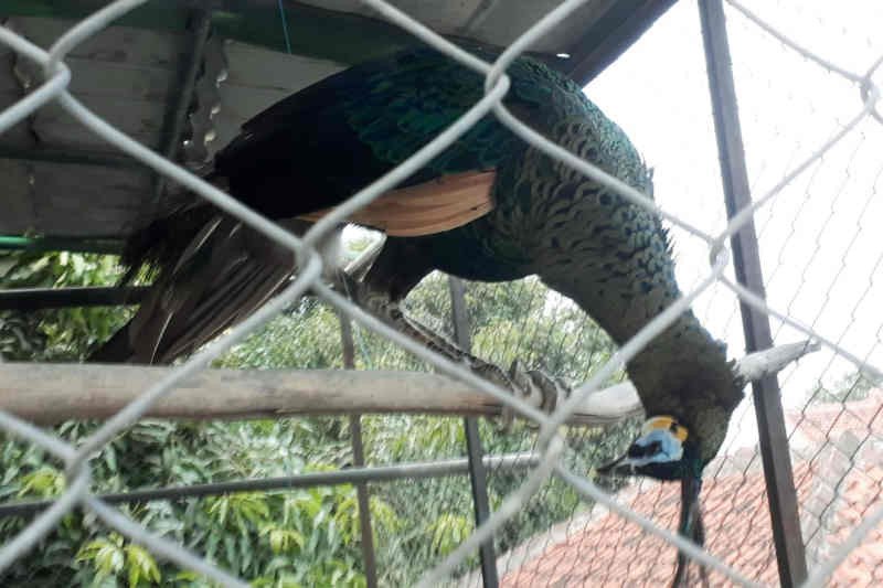 Dua satwa dilindungi diangkut BKSDA Jabar dari pasar hewan Cirebon