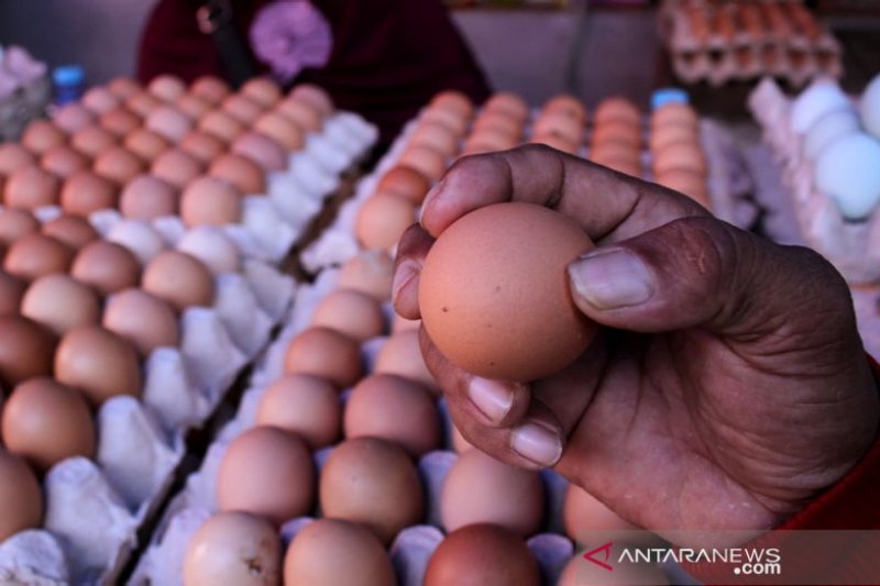 Harga telur naik jelang maulid