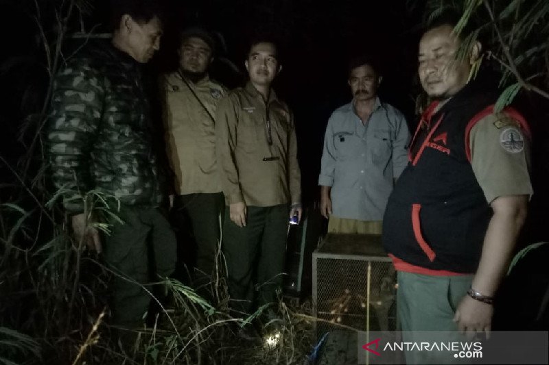 Tiga kukang jawa usai direhabilitasi dilepasliarkan di hutan Kamojang Garut