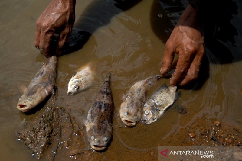 Ikan mati akibat cuaca ekstrim