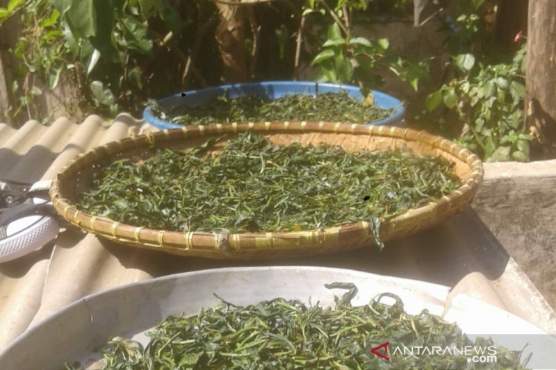 Petani teh di Purwakarta didorong untuk tingkatkan kualitas
