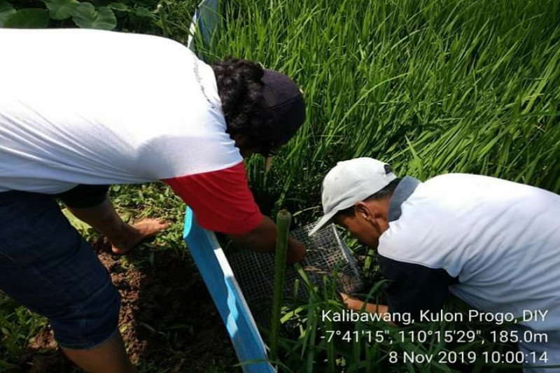 Dinas Pertanian Kulon Progo uji coba demplot padi Inpari Zinc