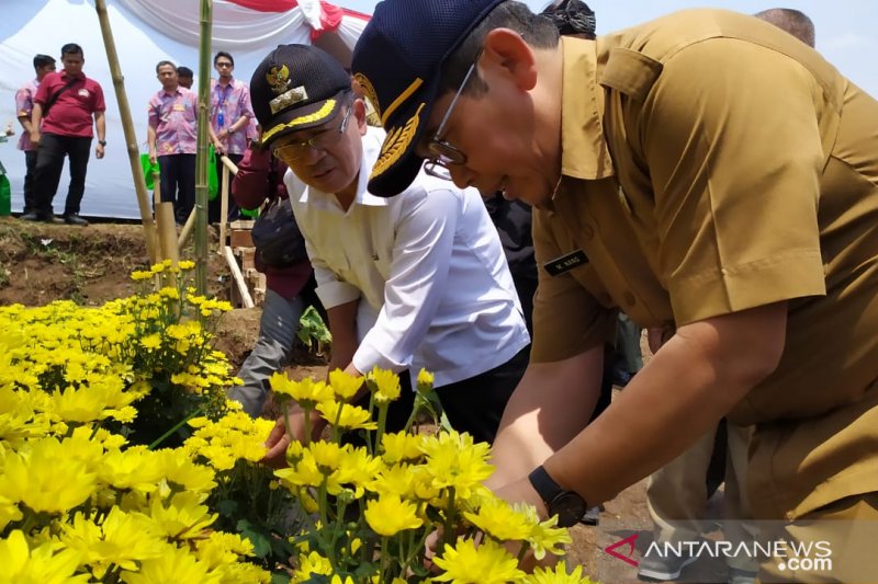 Cianjur akan perluas budi daya krisan dataran rendah