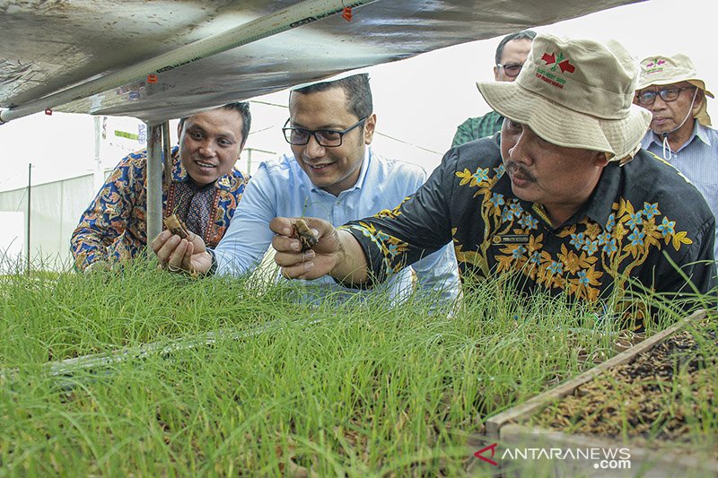 Inovasi Budidaya Bawang Merah - ANTARA News Jawa Barat