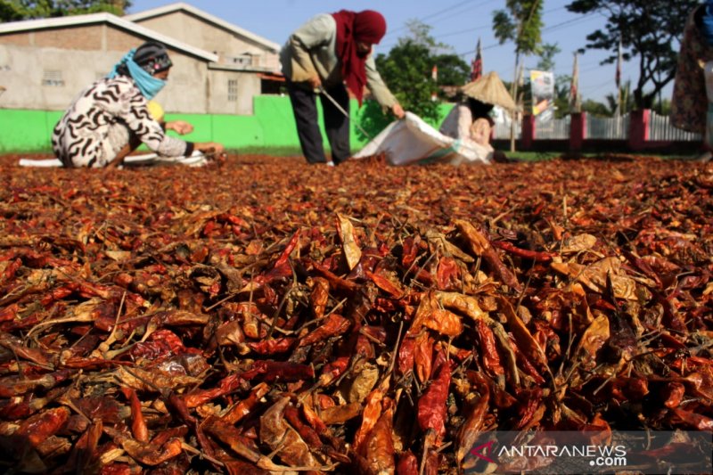 Produksi cabe kering meningkat