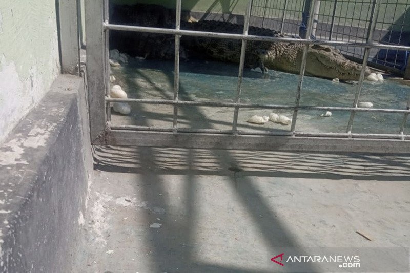 Seekor buaya bertelur sampai 70 butir