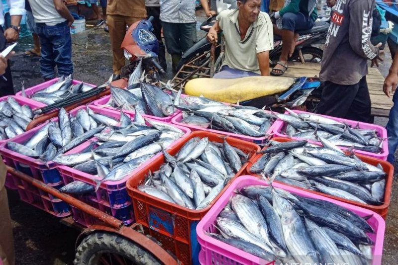Pengamat dorong kampanye makan ikan lebih intensif