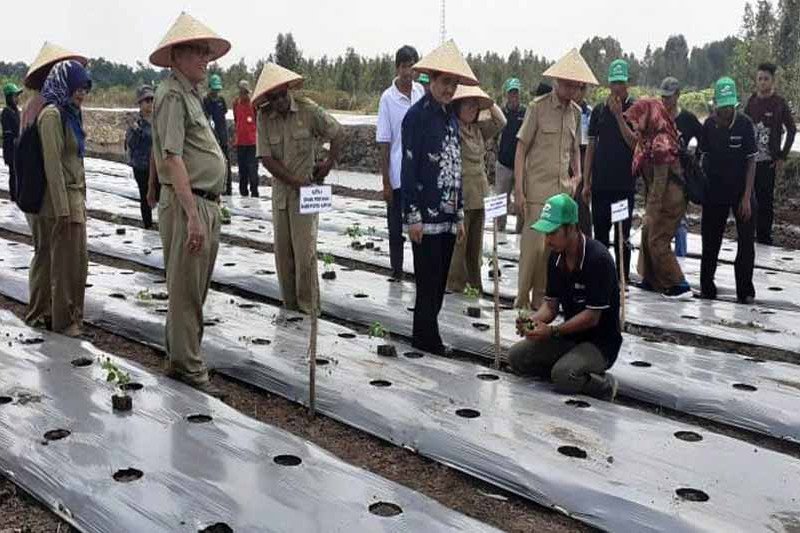 Bedengan antisipasi banjir dijadikan tempat menanam cabai rawit