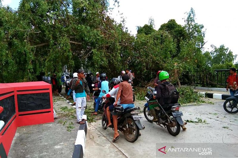 Pasangan suami istri tertimpa pohon tumbang