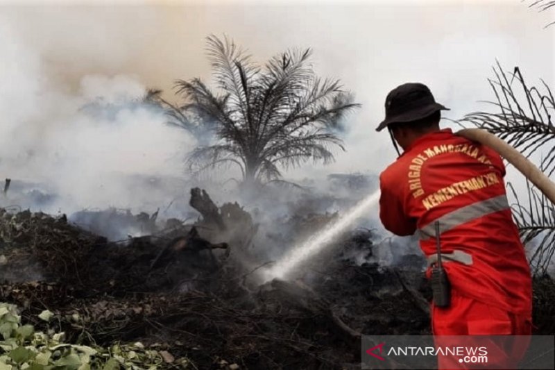 KEBAKARAN GAMBUT DI KOLAKA TIMUR