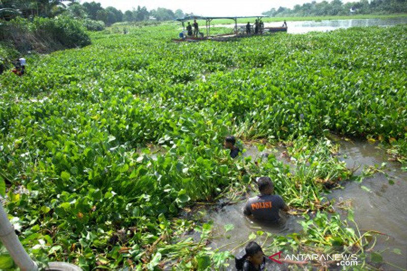 Bersihkan sungai dari eceng gondok