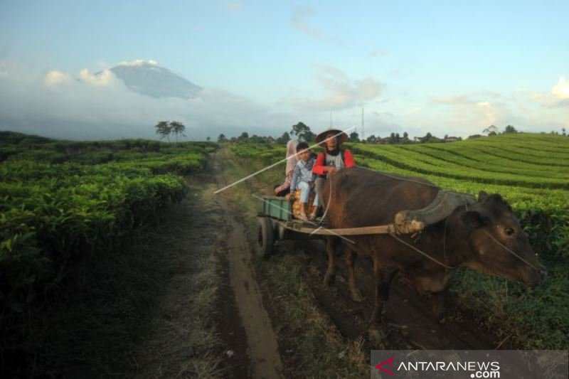 ANGKUTAN PETANI KERINCI