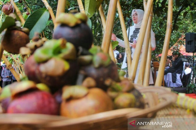 Pohon manggis tua harus dilestarikan, ini alasan Bupati Purwakarta