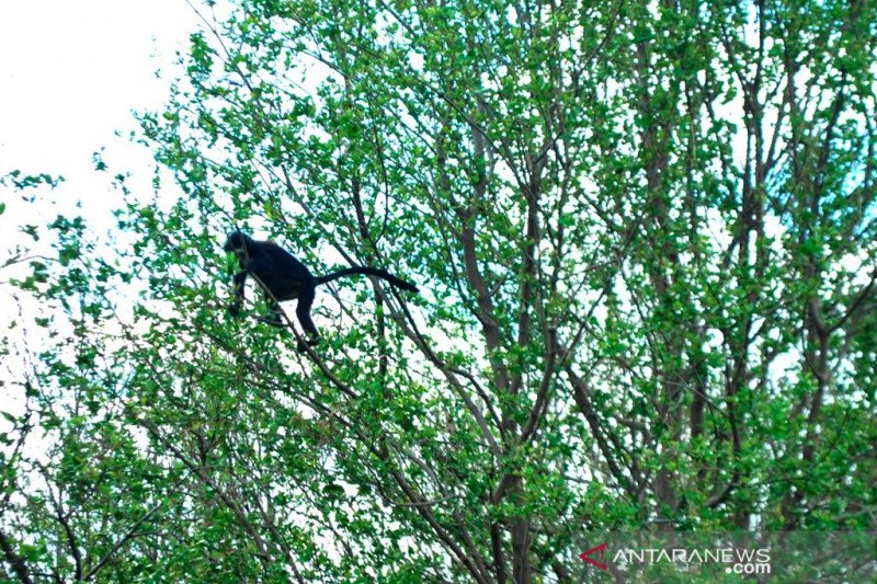 Populasi Lutung Jawa di Muaragembong Bekasi terancam menyusut