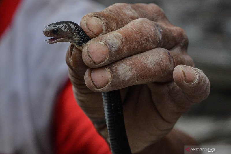 Habitat ular kobra jawa, dari savana hingga pekarangan - ANTARA News