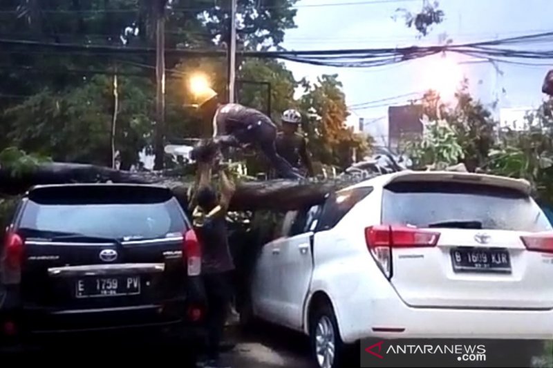 Dinas Pertamanan Kota Bandung diinstruksikan periksa pohon rentan tumbang