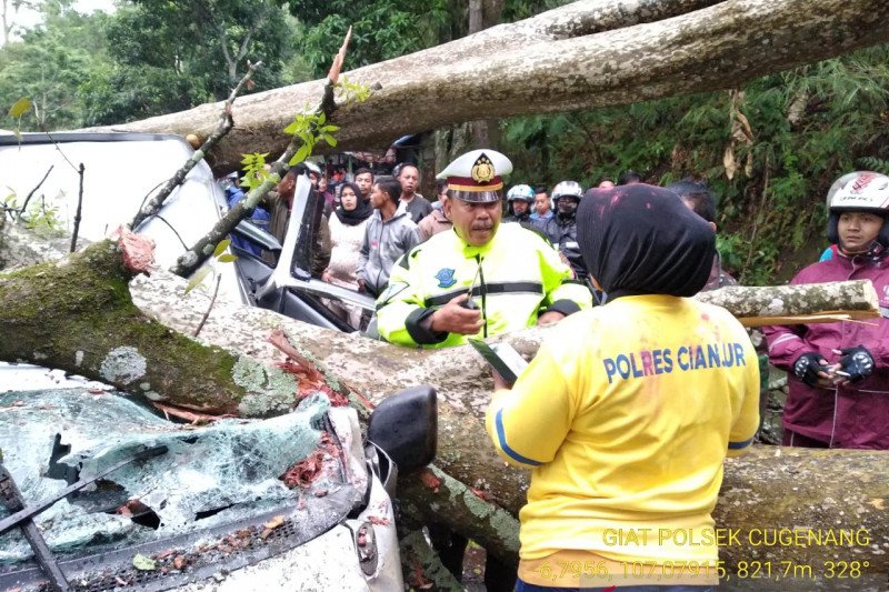 Pohon tumbang timpa minibus di jalur Cipanas-Cianjur