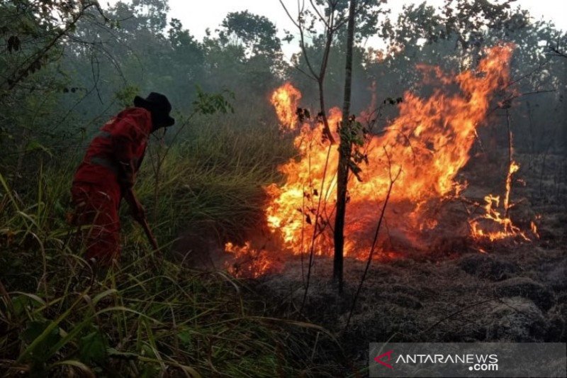 Kebakaran Hutan Produksi di Konawe