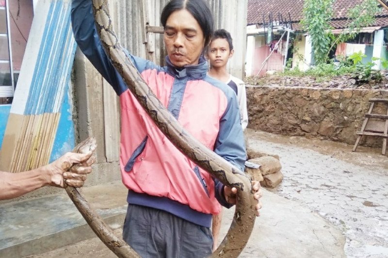 Warga Kedamaian Bandarlampung tangkap ular sanca kembang