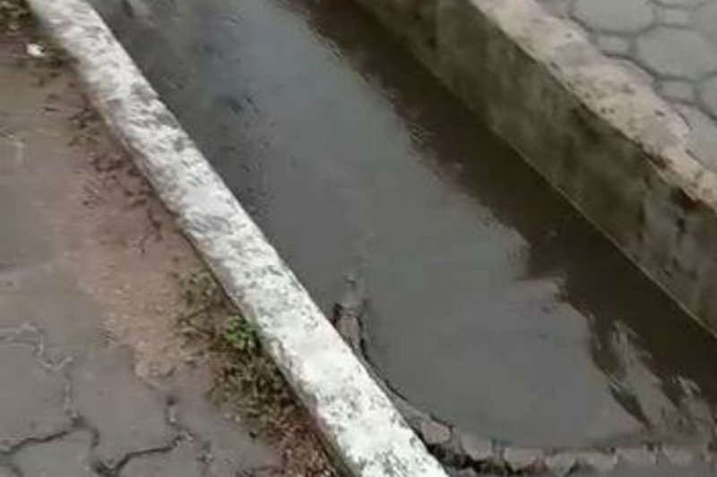 Warga dikejutkan kemunculan ular sepanjang 5 m
