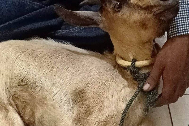 Dua sekawan pencuri ternak ditangkap, seekor kambing hasil curian kabur