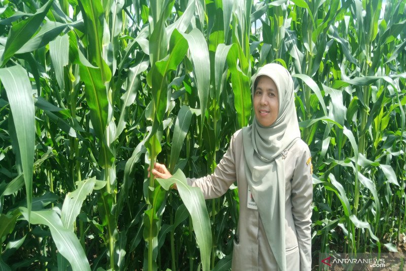 budidaya tanaman jagung