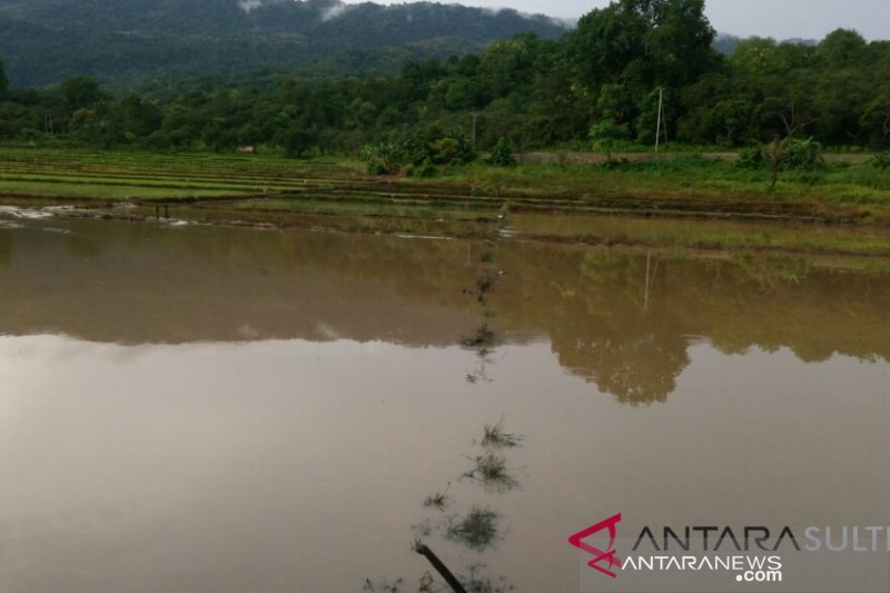 Sawah terendam banjir di Karawang 876 hektare