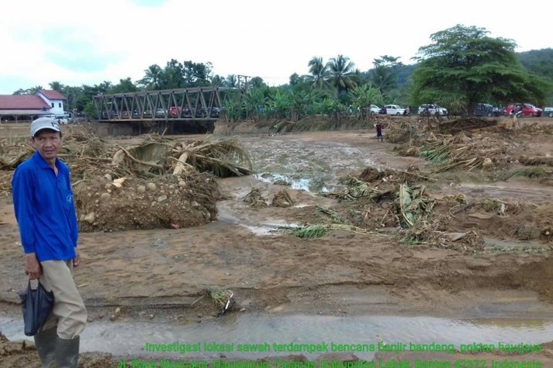 245 Hektare Sawah Di Lebak Terdampak Banjir Bandang Antara News 1284