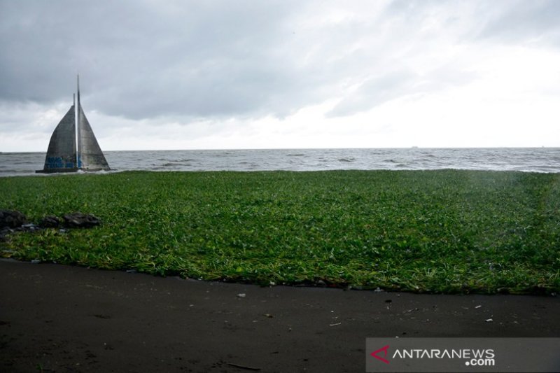 Pantai dipenuhi Eceng Gondok