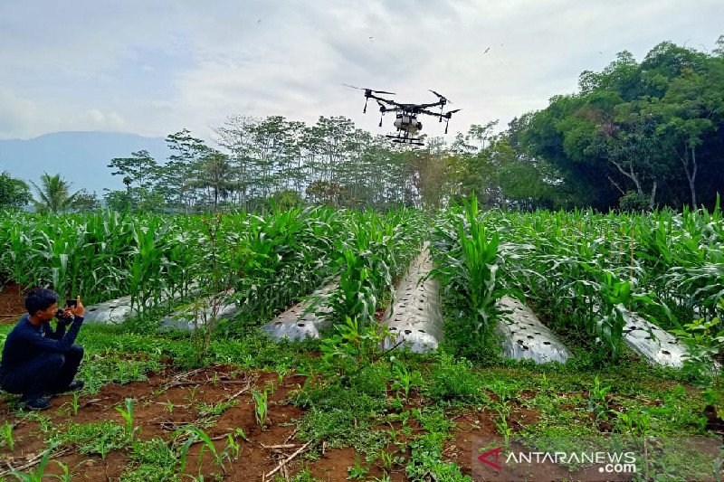 Hama ulat grayak serang tanaman jagung di Kabupaten Garut