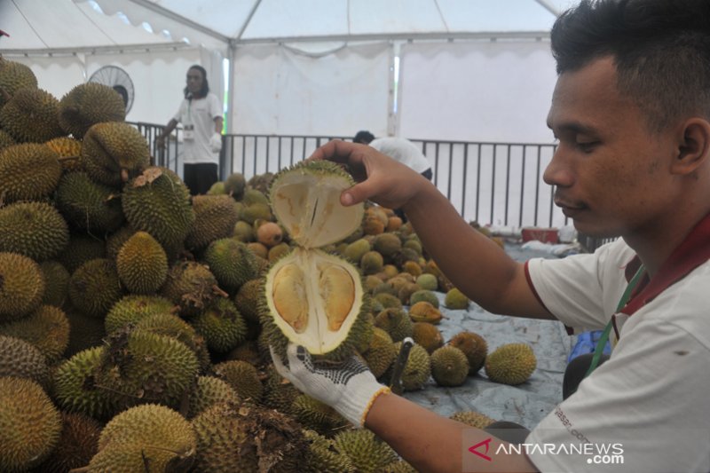 Pengunjung serbu makan durian sepuasnya