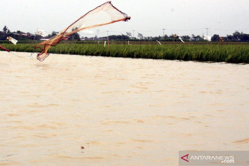 Distan Karawang ajukan bantuan ke Kementan untuk sawah terendam banjir
