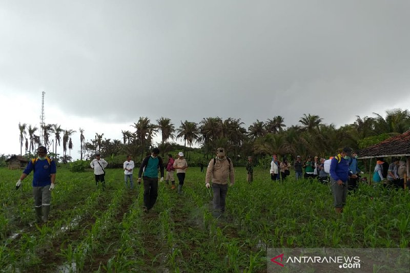 Dispertan Garut terjunkan tim pengendali hama ulat pada tanaman jagung