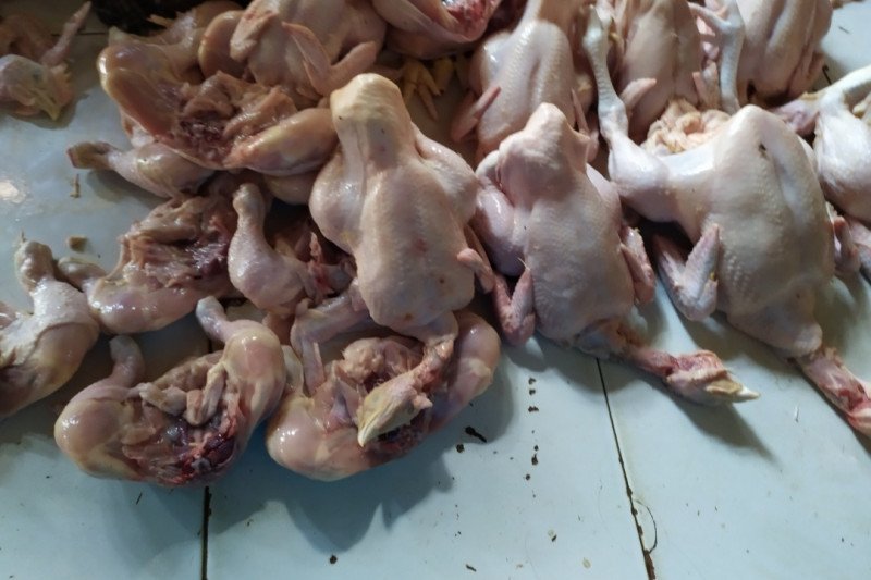 Harga Ayam Potong Di Bandarlampung Berangsur Turun Antara News Lampung