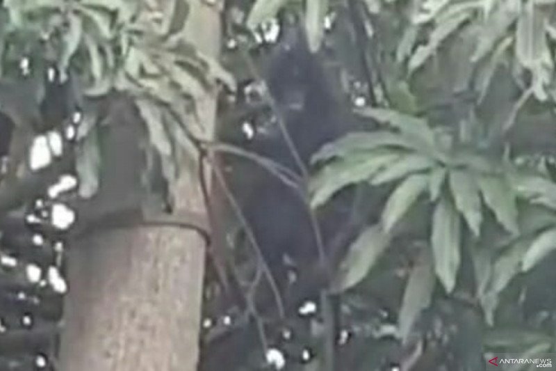 Tiga ekor monyet surili berkeliaran di Cibeber Cianjur