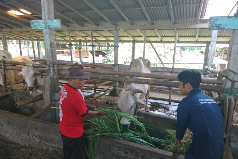 Thailera bukan virus tapi parasit darah pada sapi