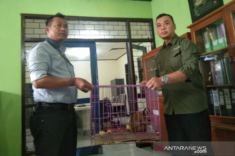 Warga Garut serahkan dua ekor kukang ke BKSDA untuk direhabilitasi