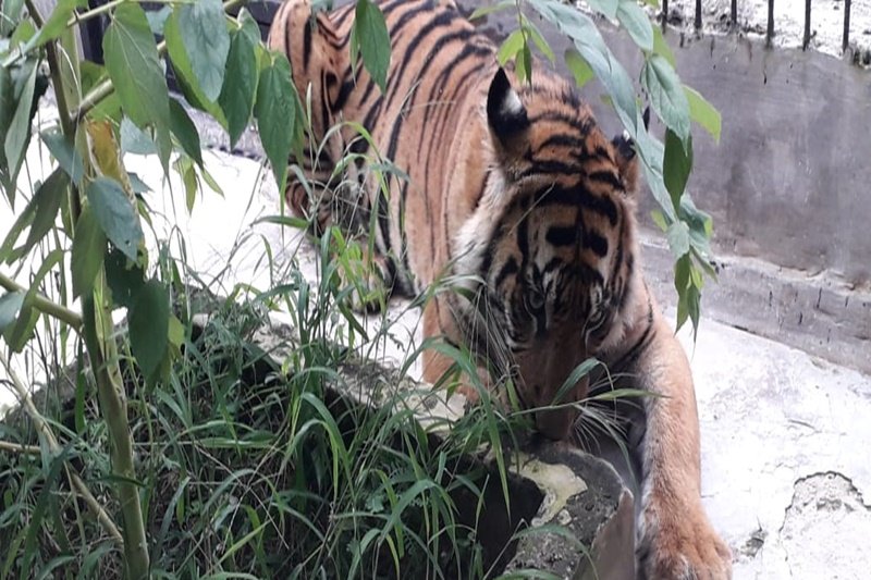 Seekor harimau dievakuasi ke Lampung