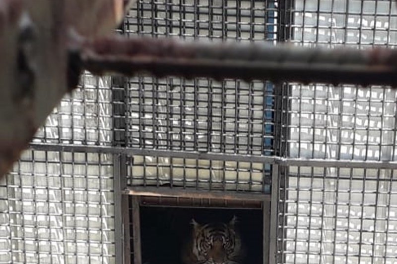 Seekor harimau dievakuasi ke Lampung
