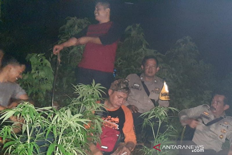 Polisi jaga ketat lokasi ladang ganja di Gunung Guntur