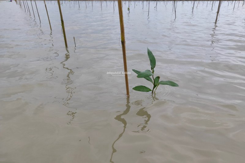 35 Ha mangrove Sebatik direboisasi ANTARA News 